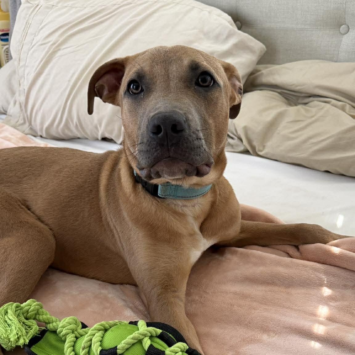 Enlarge Lucas, a Adoptable mixed breed in Raytown, MO image 1/3