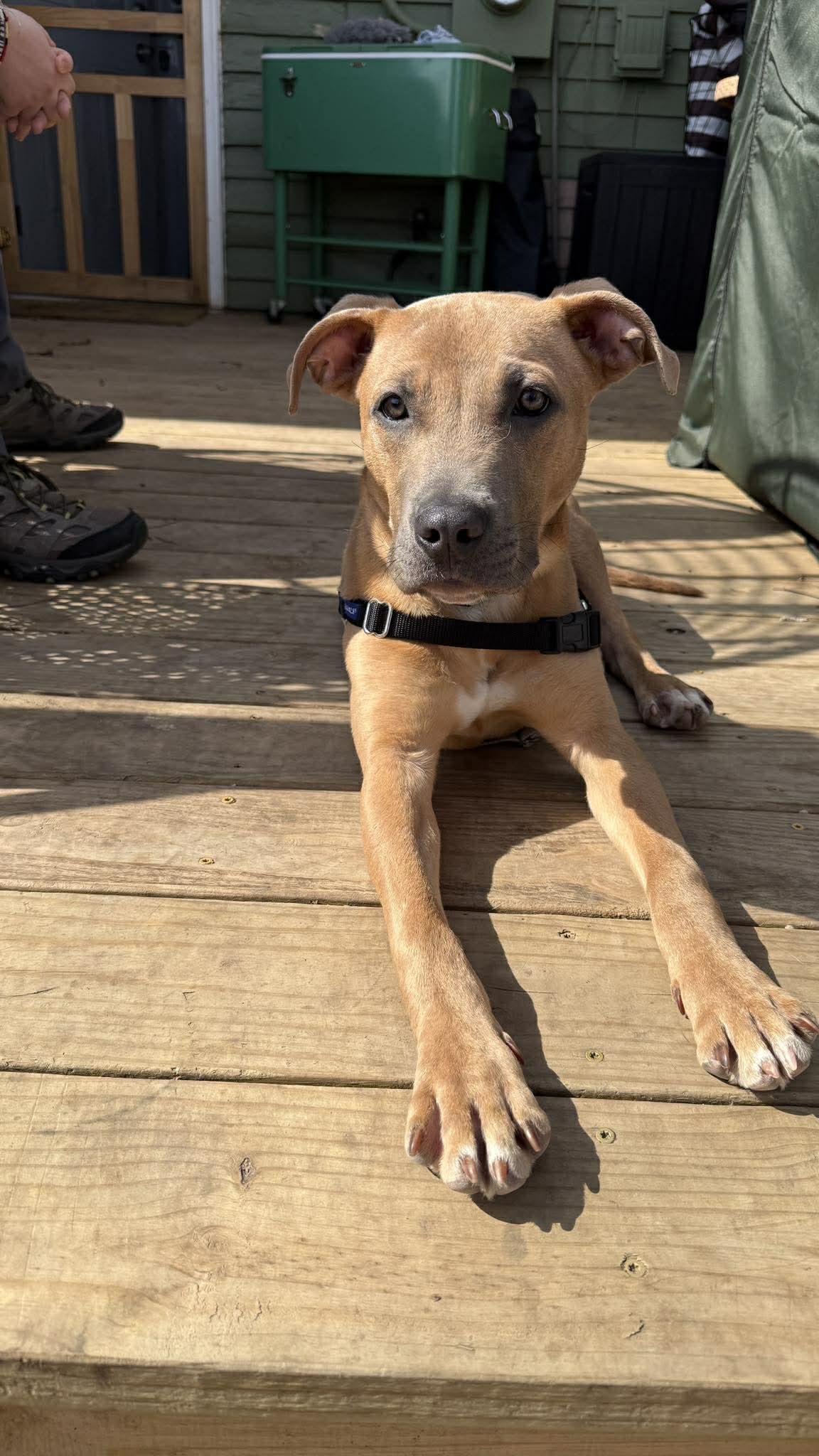 Enlarge Lucas, a Adoptable mixed breed in Raytown, MO image 2/3