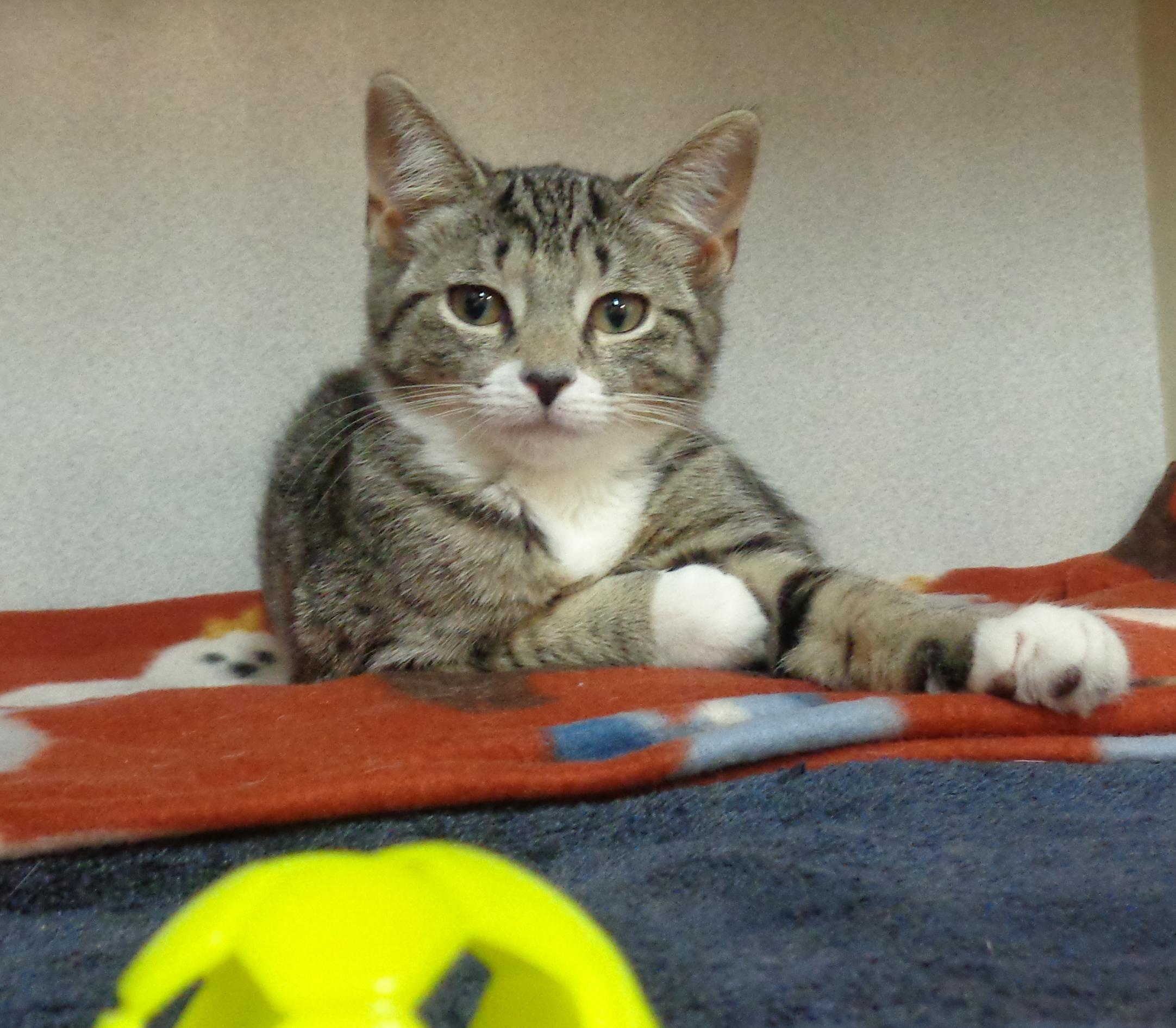 Enlarge MACAROON, a ADOPTABLE Tiger in Delhi, NY image 2/6