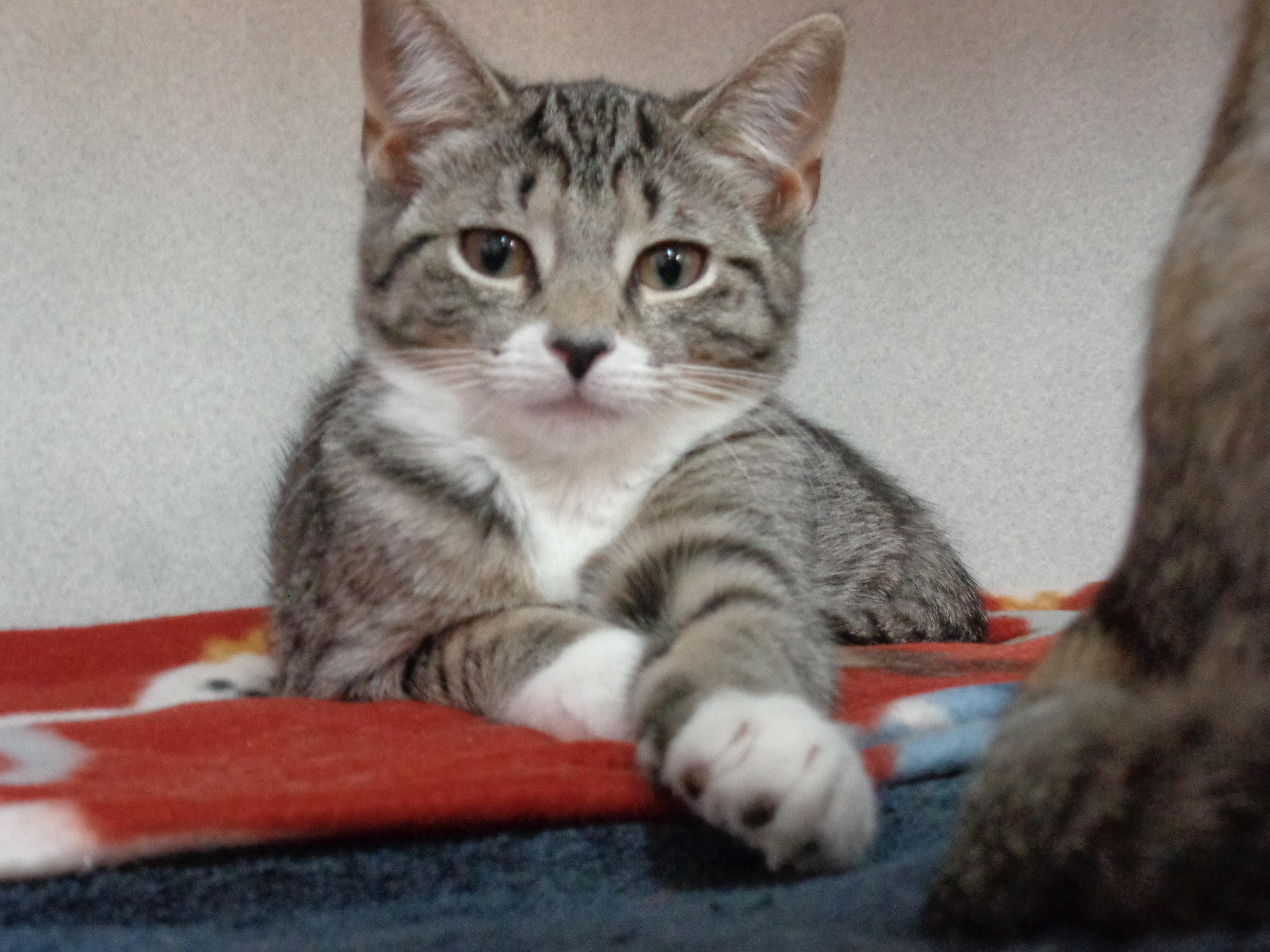 Enlarge MACAROON, a ADOPTABLE Tiger in Delhi, NY image 6/6