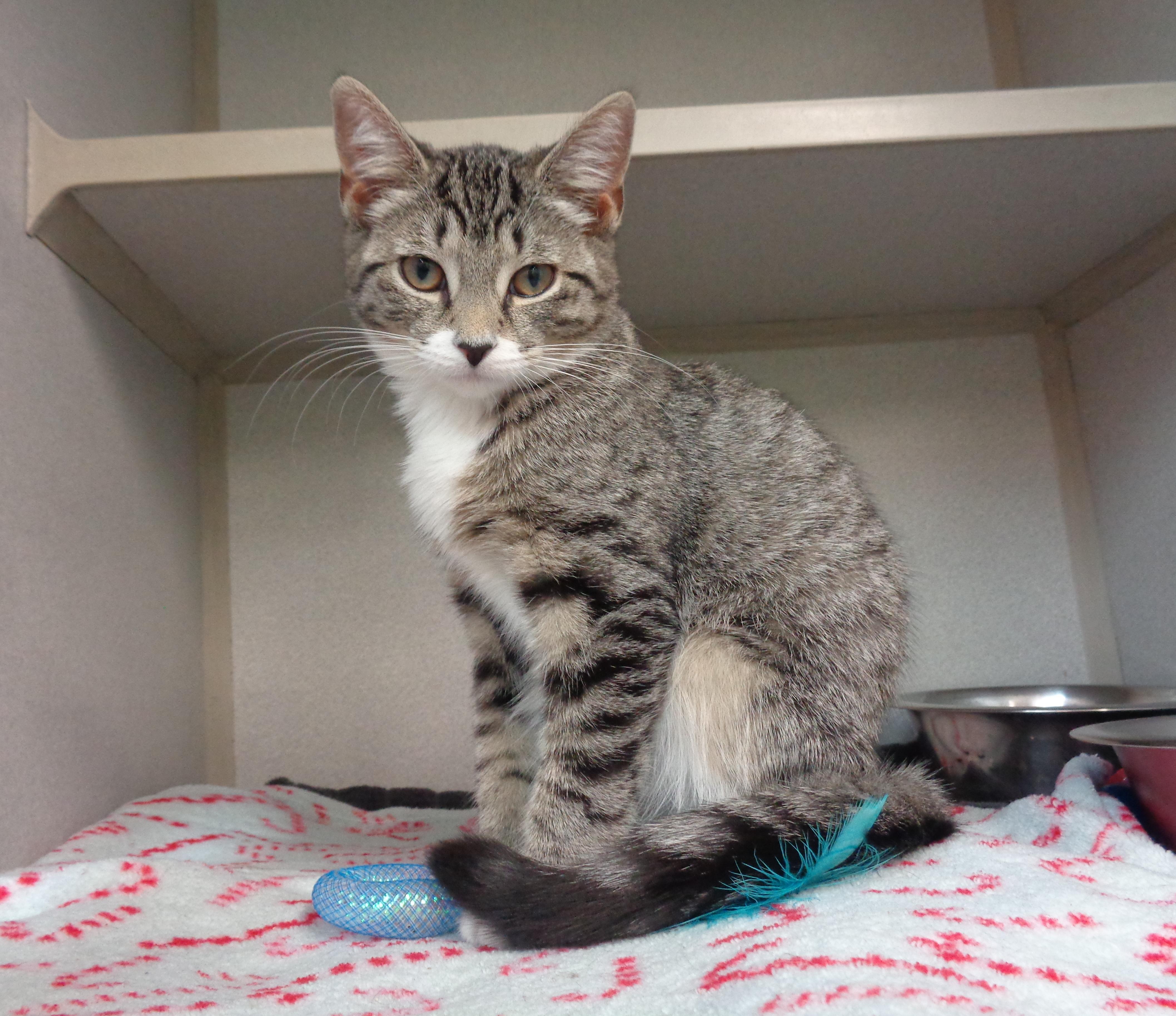 Enlarge MACAROON, a ADOPTABLE Tiger in Delhi, NY image 1/6