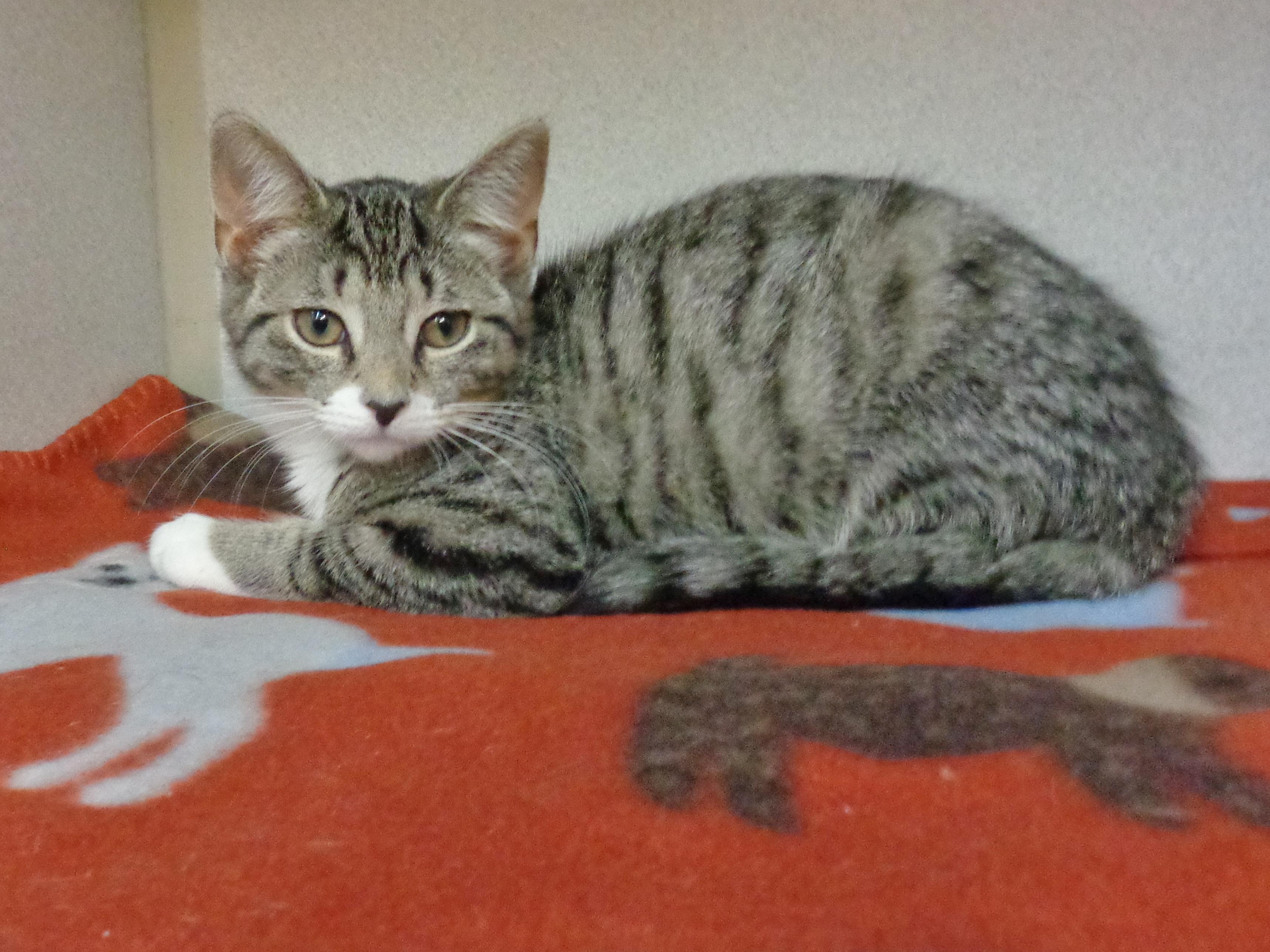 Enlarge MACAROON, a ADOPTABLE Tiger in Delhi, NY image 5/6