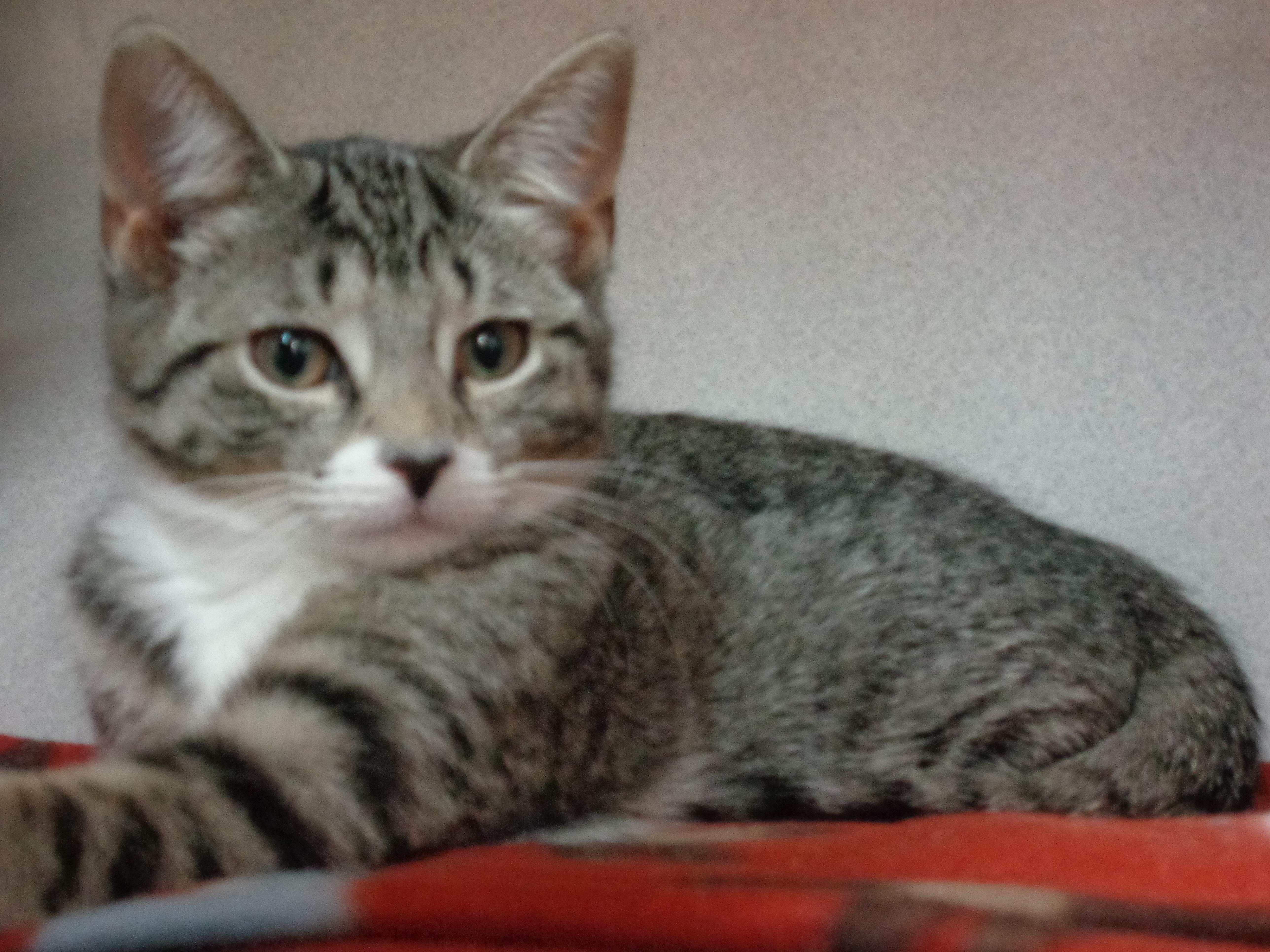 Enlarge MACAROON, a ADOPTABLE Tiger in Delhi, NY image 4/6