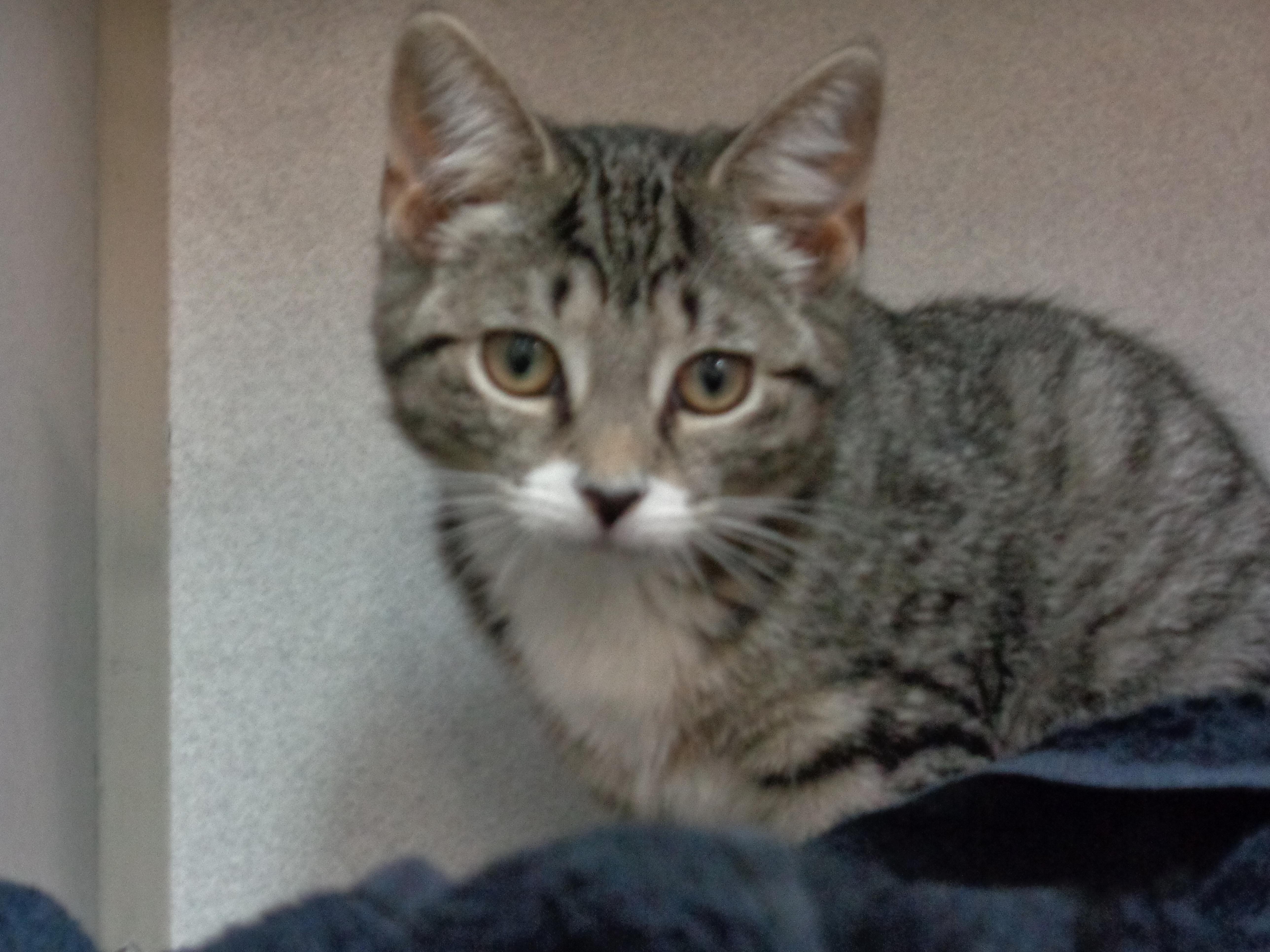 Enlarge MACAROON, a ADOPTABLE Tiger in Delhi, NY image 3/6
