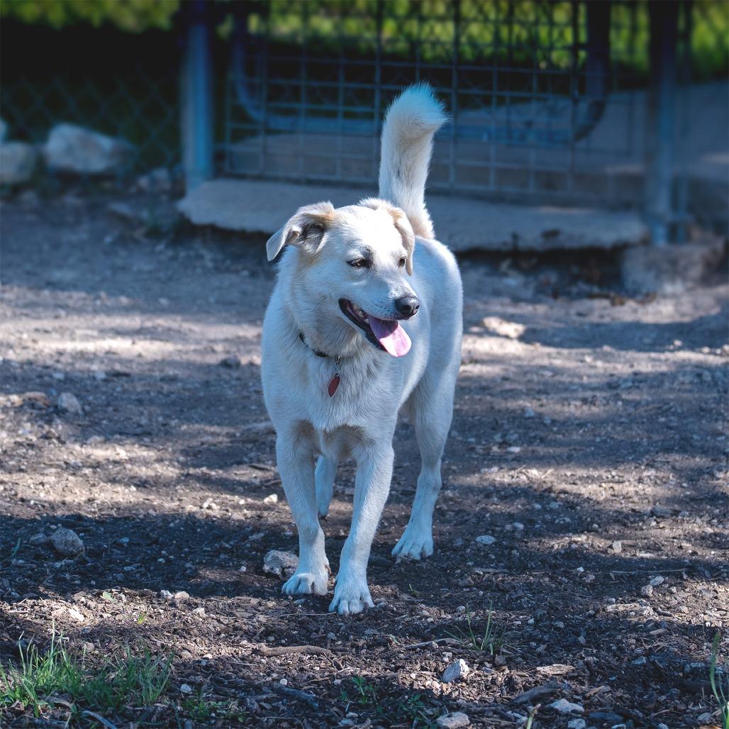 Enlarge Asuka, a Adoptable mixed breed in Wimberley, TX image 1/6