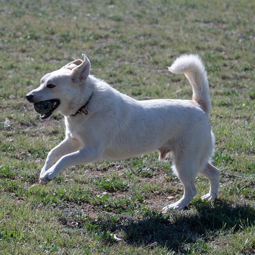 Enlarge Asuka, a Adoptable mixed breed in Wimberley, TX image 2/6