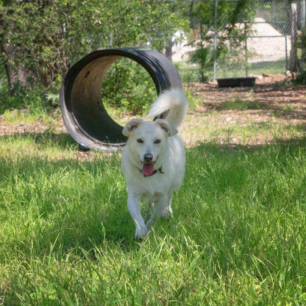 Asuka, Adoptable, Adult Male Cardigan Welsh Corgi & Mixed Breed.