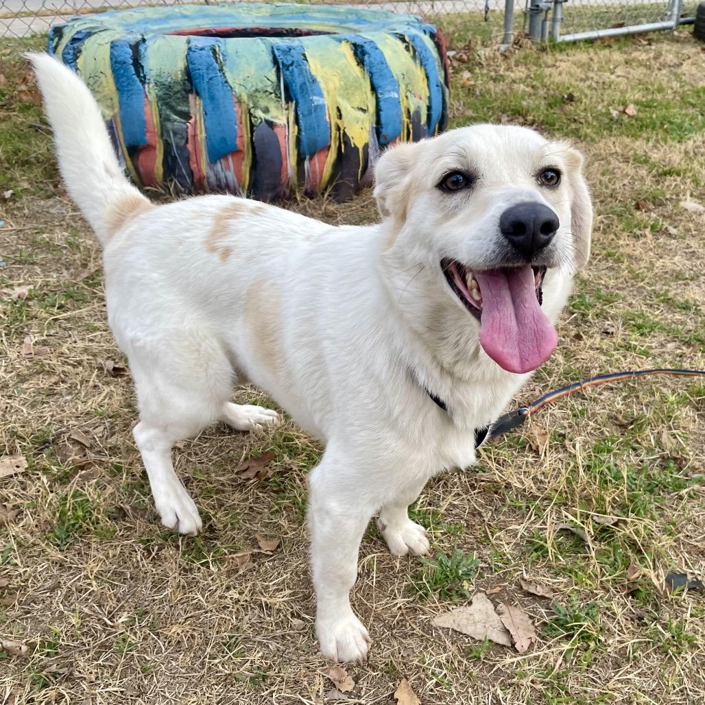 Enlarge Asuka, a Adoptable mixed breed in Wimberley, TX image 3/6