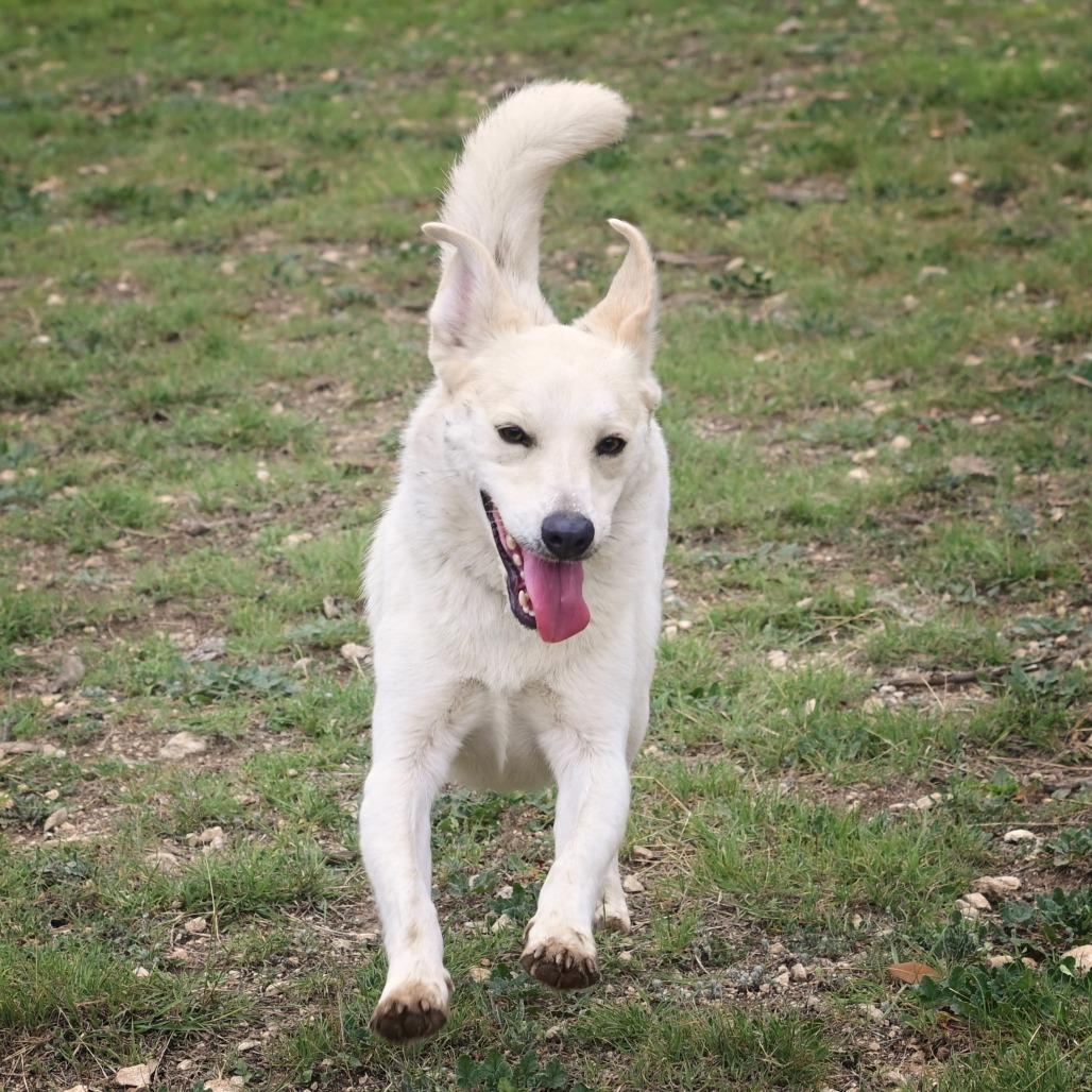 Enlarge Asuka, a Adoptable mixed breed in Wimberley, TX image 4/6