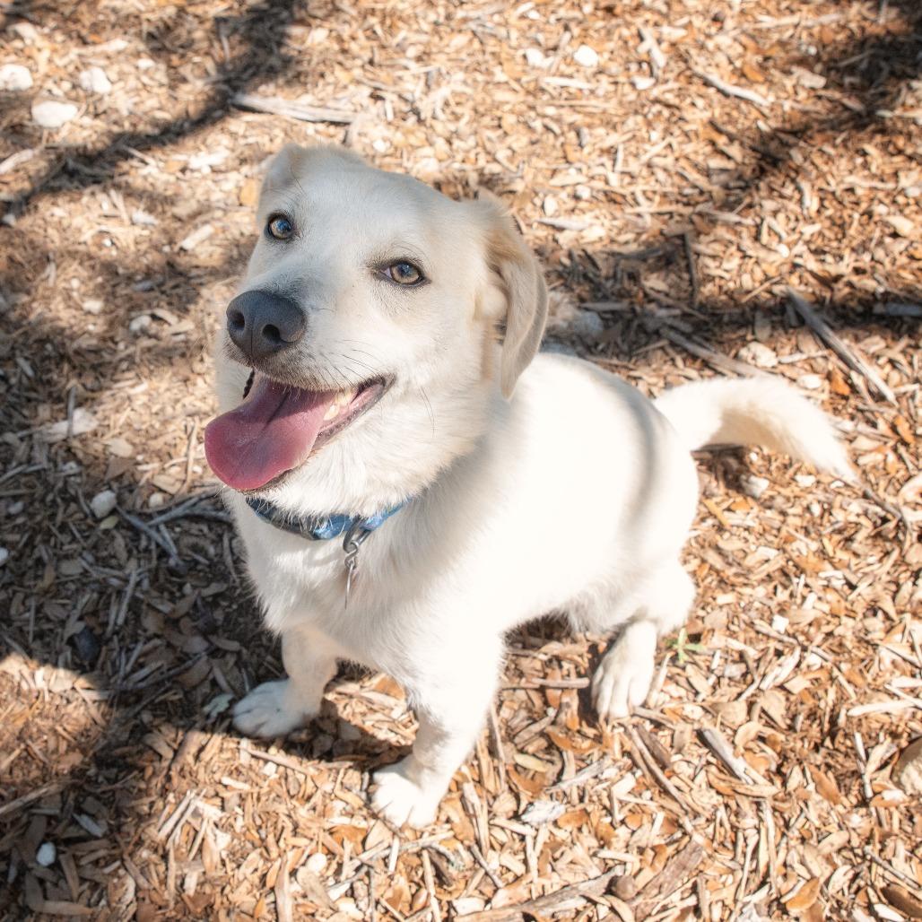 Asuka, a Adoptable mixed breed in Wimberley, TX image 4/6