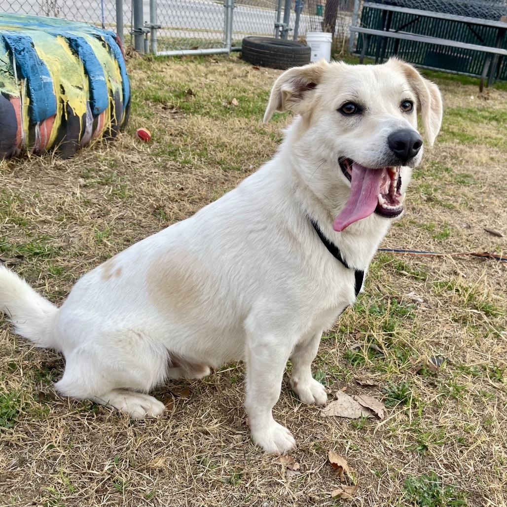 Enlarge Asuka, a Adoptable mixed breed in Wimberley, TX image 4/6