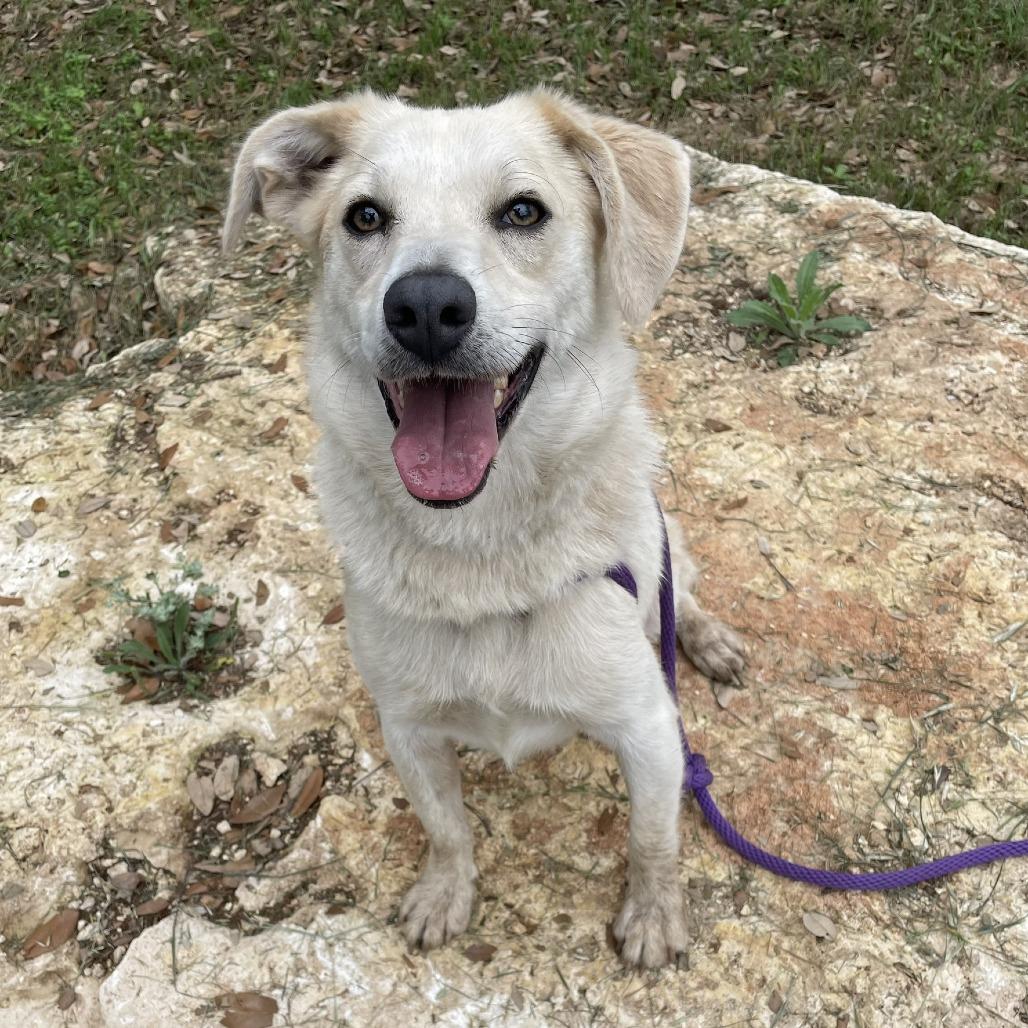 Asuka, a Adoptable mixed breed in Wimberley, TX image 5/6