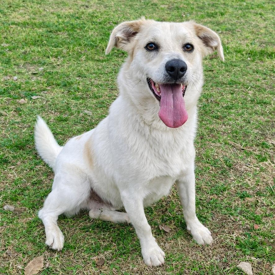 Enlarge Asuka, a Adoptable mixed breed in Wimberley, TX image 5/6