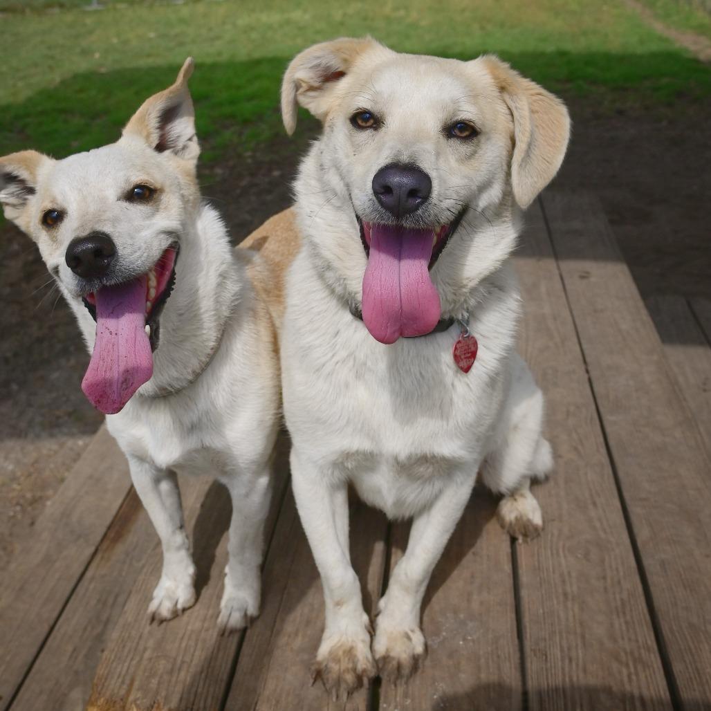 Enlarge Asuka, a Adoptable mixed breed in Wimberley, TX image 5/6