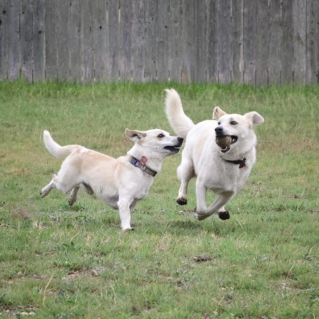 Enlarge Asuka, a Adoptable mixed breed in Wimberley, TX image 6/6