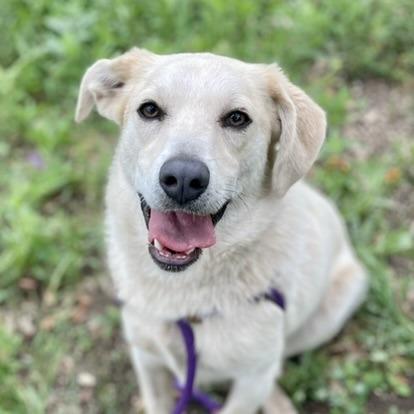 Asuka, a Adoptable mixed breed in Wimberley, TX image 6/6