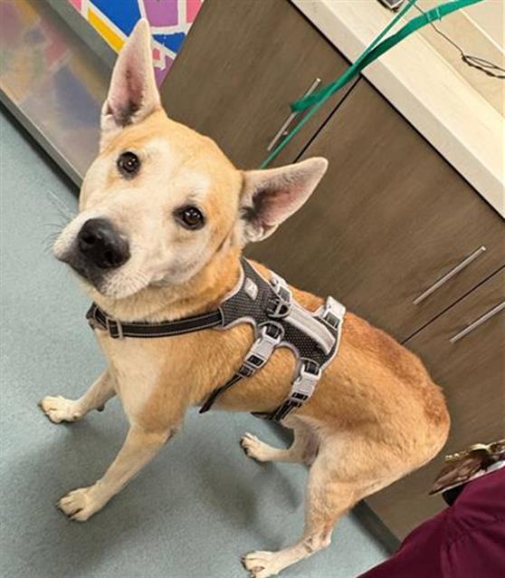 Enlarge CASPIAN, a Adoptable mixed breed in Baytown, TX image 1/1