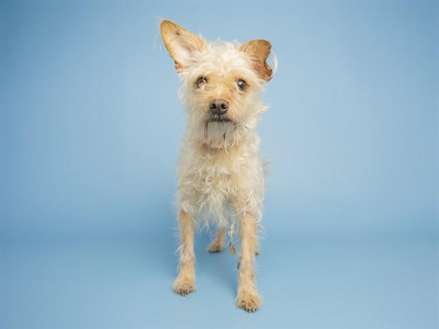 NICO, Adoptable, Adult Male Toy Fox Terrier.