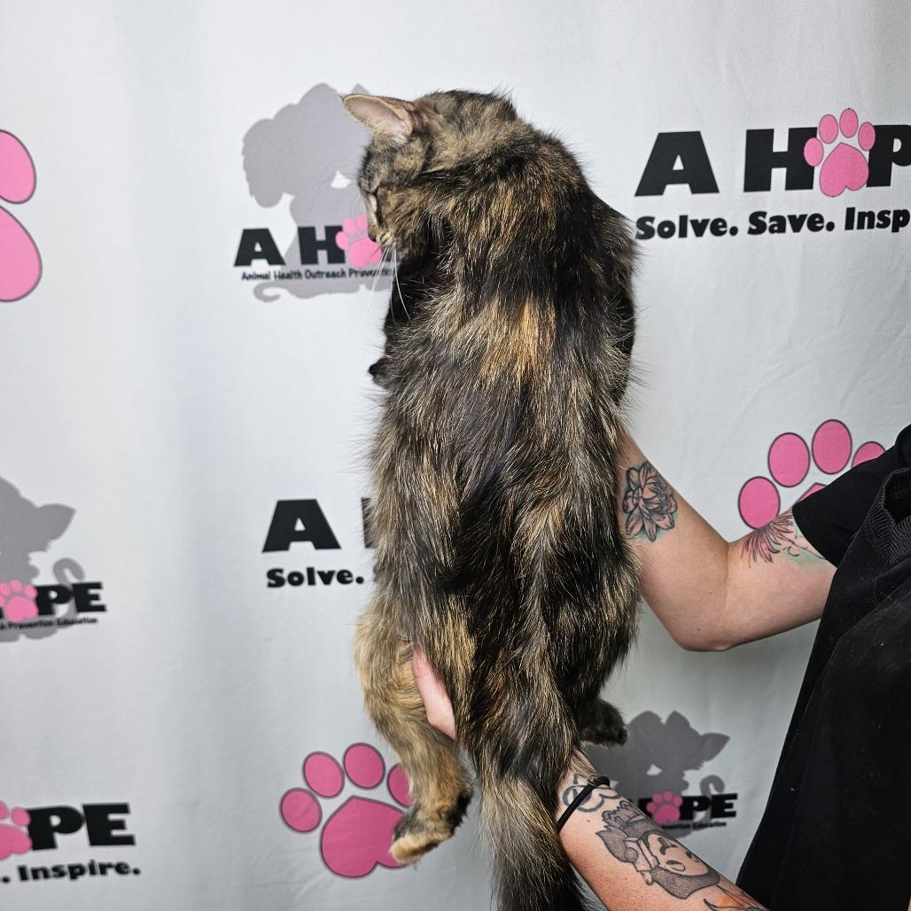 Bucee, Adoptable, Adult Female Domestic Medium Hair & Domestic Short Hair.