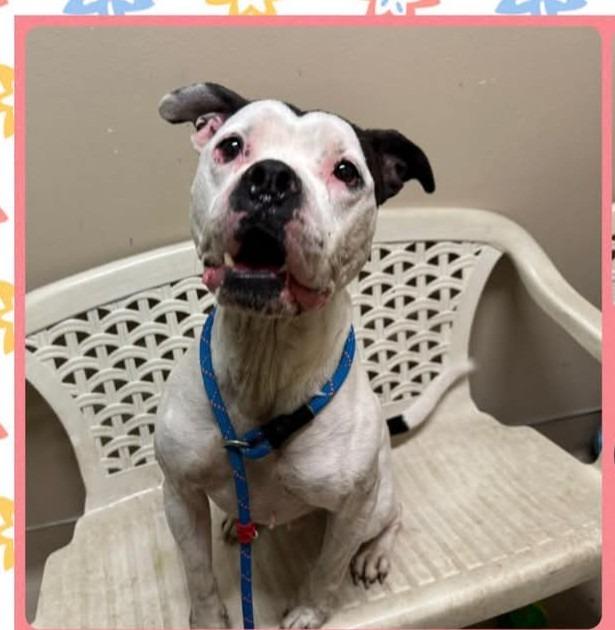 Samuel, Adoptable, Adult Male Pit Bull Terrier.