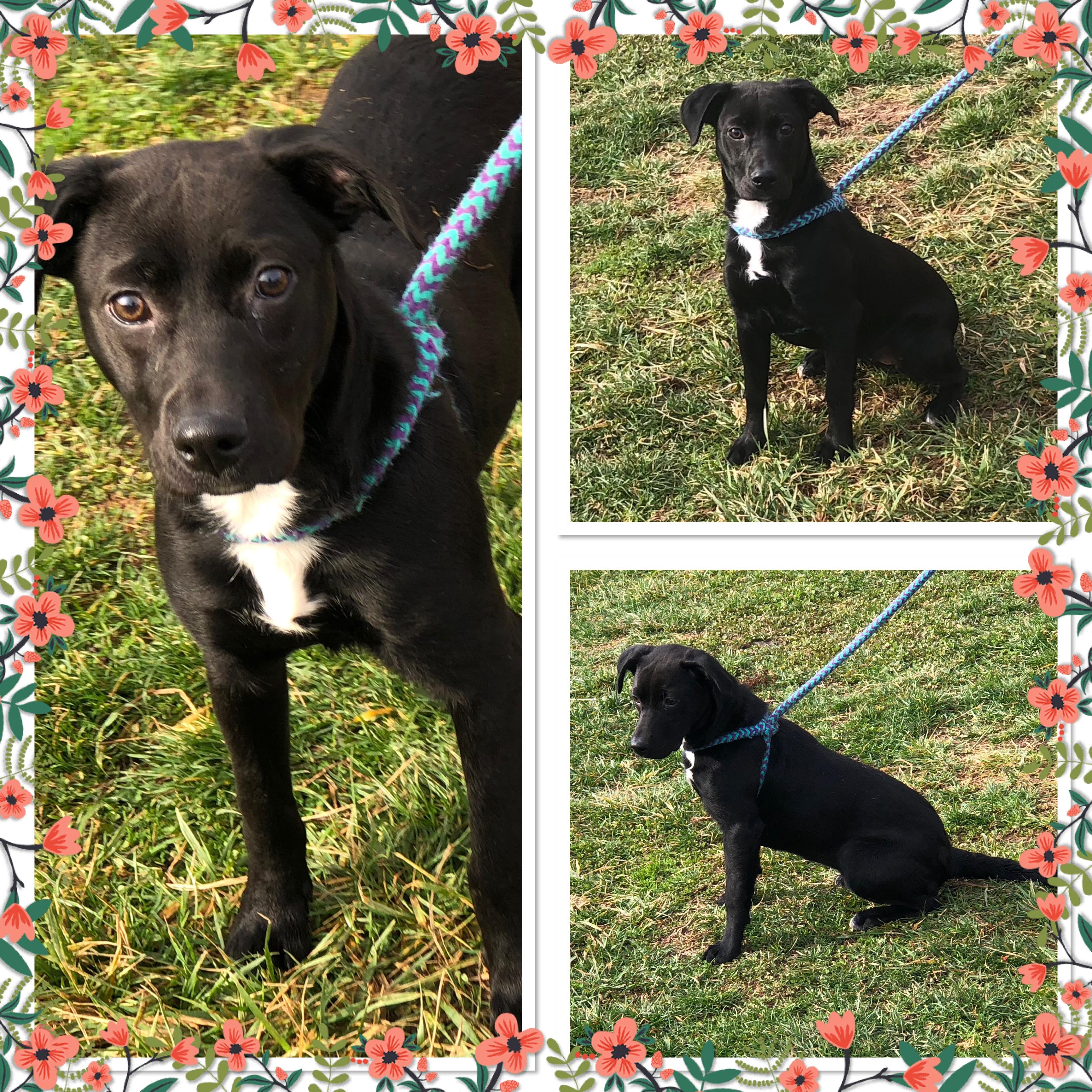 DAISY , ADOPTABLE, Puppy Female Labrador Retriever & Beagle.
