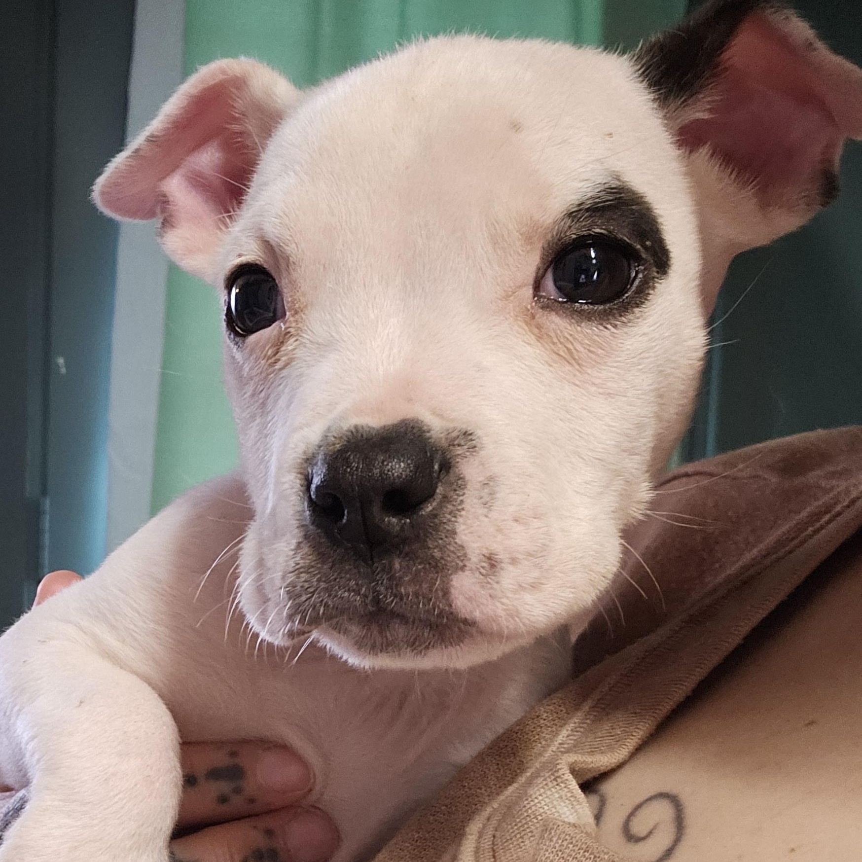 Cindy Lou, ADOPTABLE, Puppy Female Boxer & American Bulldog.