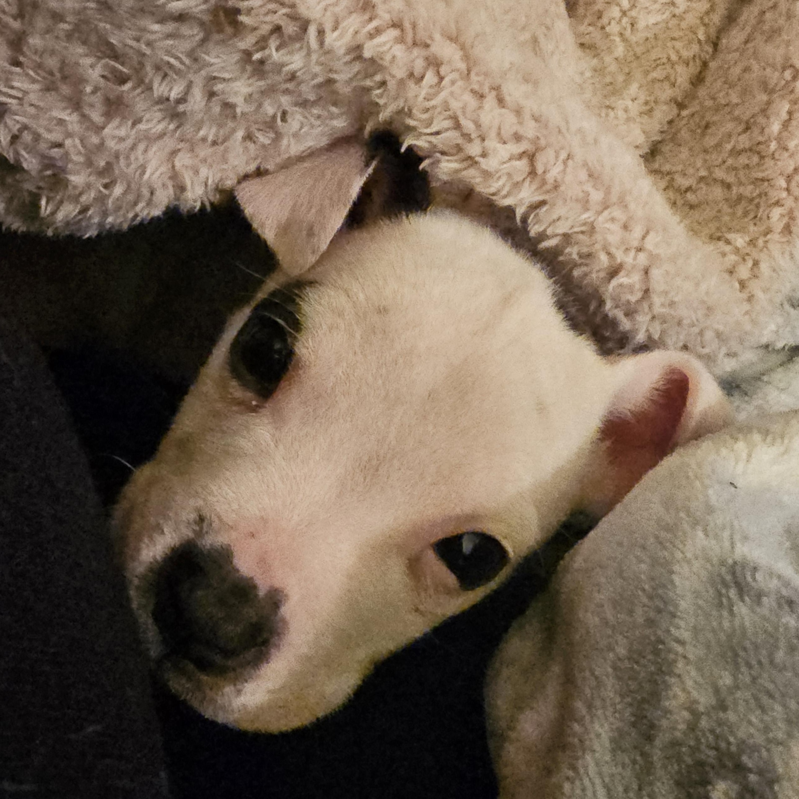 Cindy Lou, a ADOPTABLE mixed breed in Chesnee, SC image 2/6