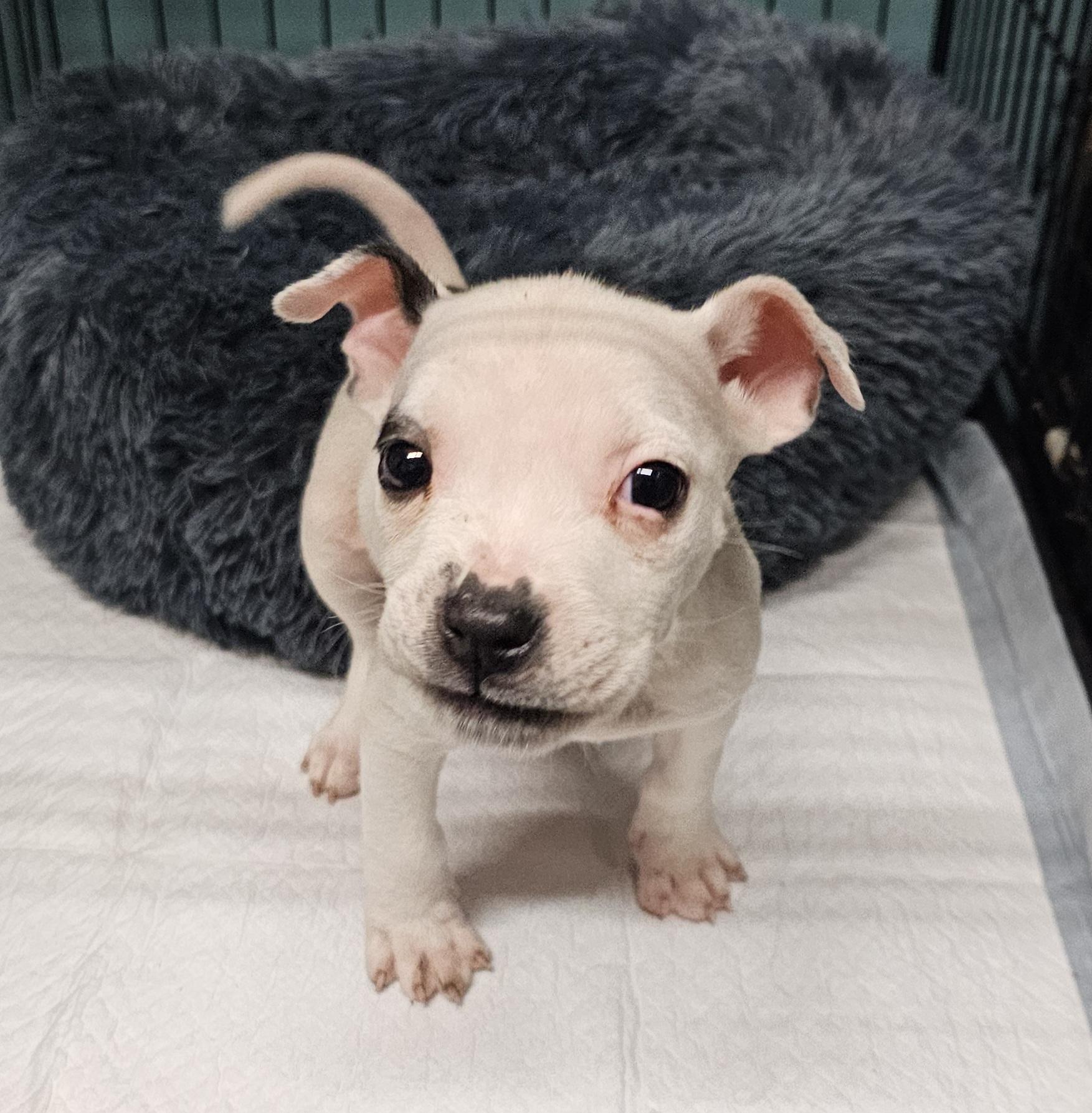 Cindy Lou, a ADOPTABLE mixed breed in Chesnee, SC image 3/6