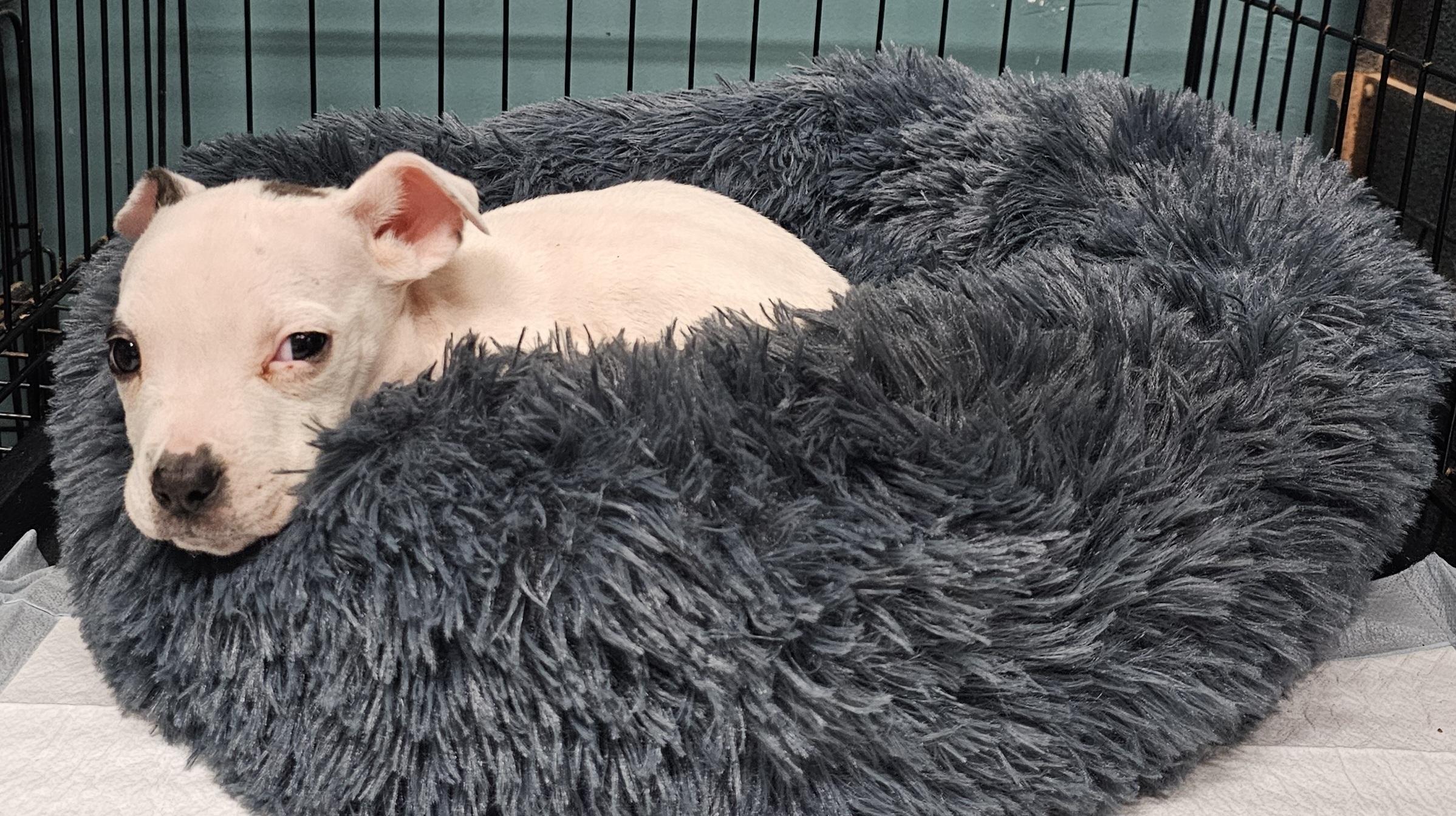 Cindy Lou, a ADOPTABLE mixed breed in Chesnee, SC image 4/6