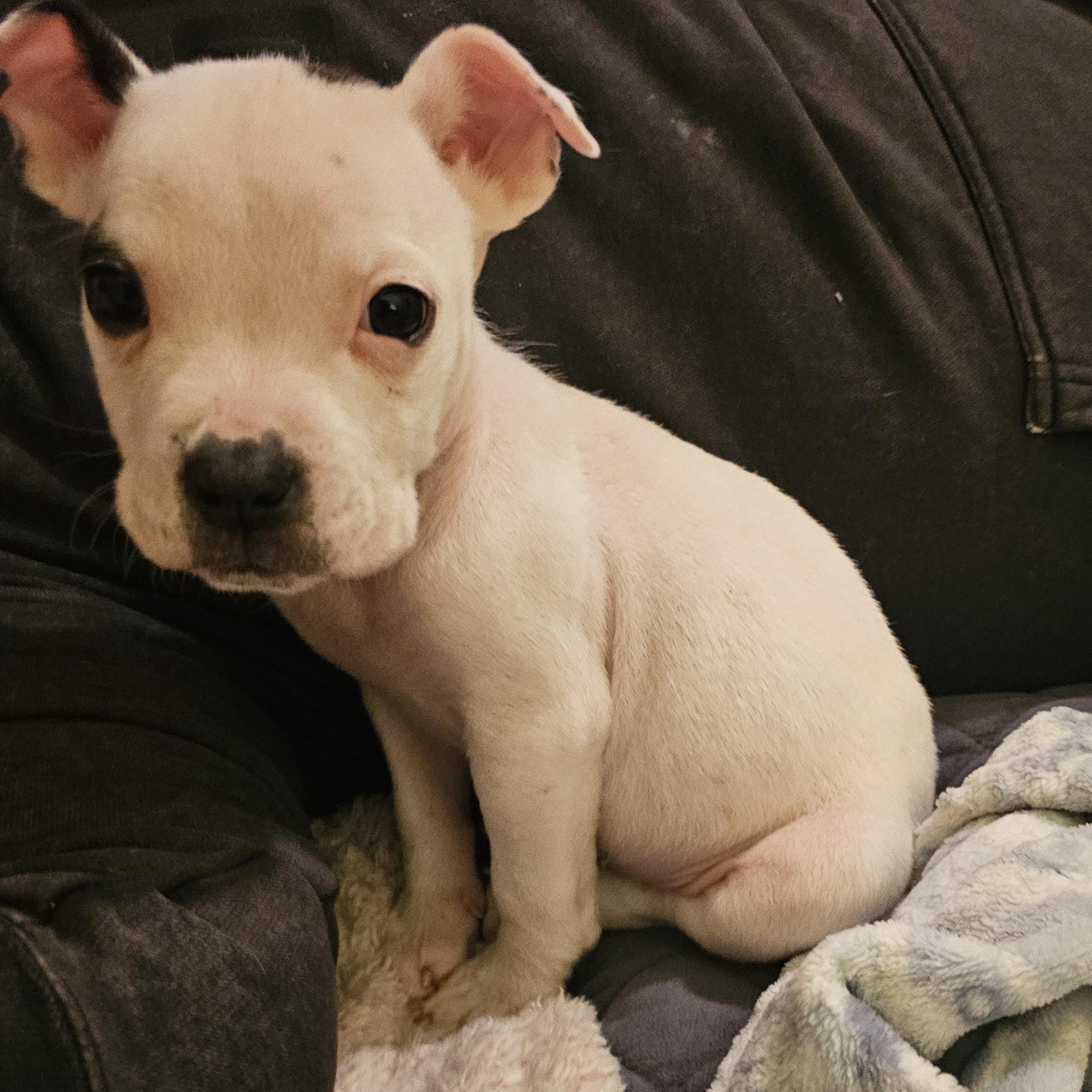 Cindy Lou, a ADOPTABLE mixed breed in Chesnee, SC image 5/6