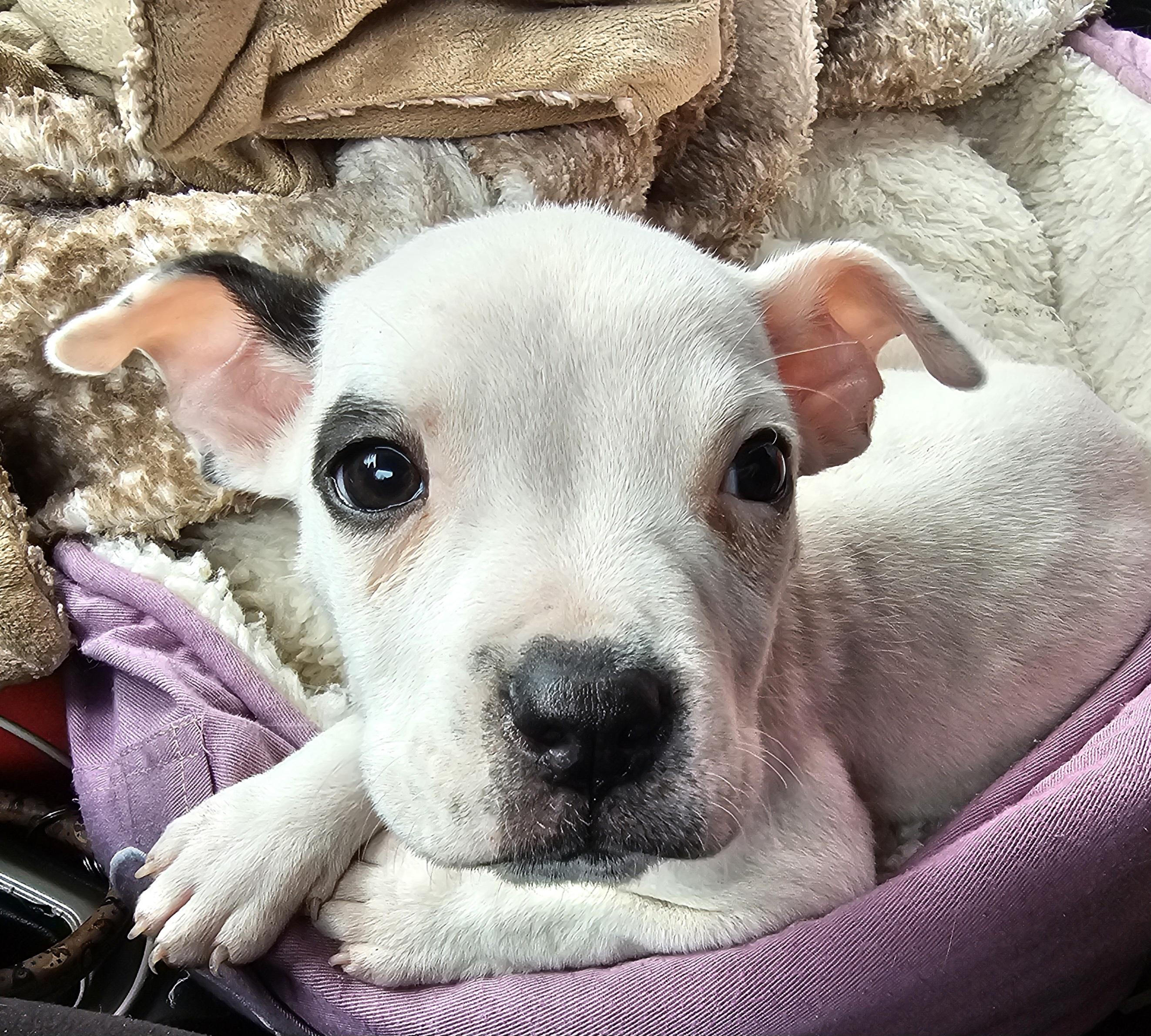 Cindy Lou, a ADOPTABLE mixed breed in Chesnee, SC image 6/6