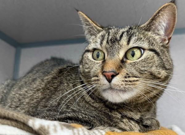 Mischief, Adoptable, Adult Female Domestic Short Hair.