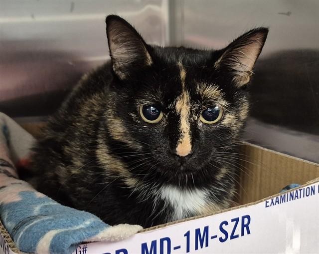 LOLA, Adoptable, Adult Female Domestic Short Hair.