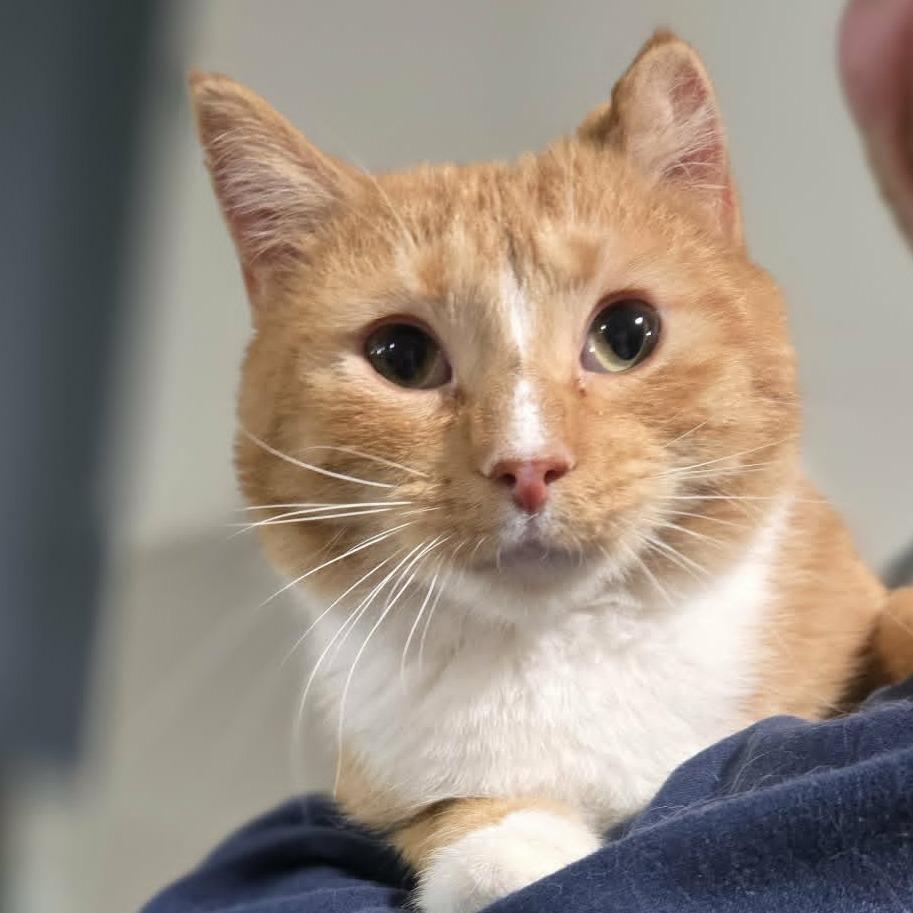 Happy Now, Adoptable, Adult Male Domestic Short Hair.