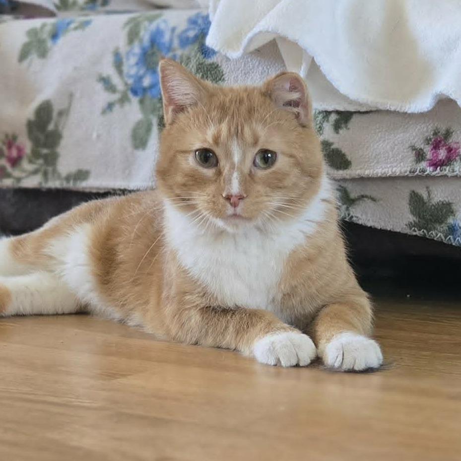 Happy Now, a Adoptable Domestic Short Hair in LYLE, MN image 2/2