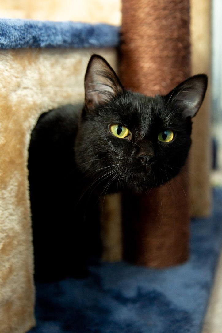 Thomas, Adoptable, Adult Male Domestic Short Hair.