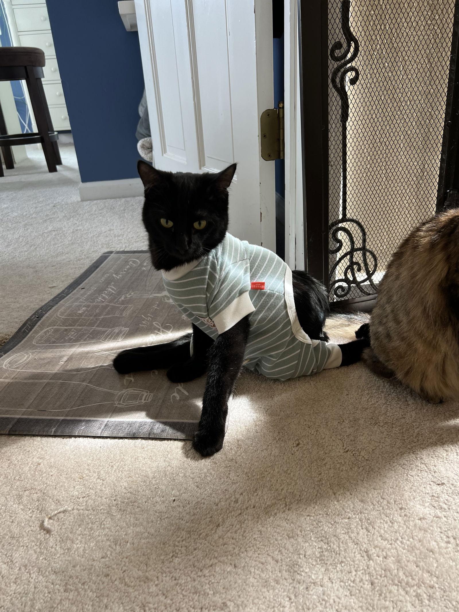 Enlarge Thomas, a Adoptable Domestic Short Hair in danville, CA image 2/3