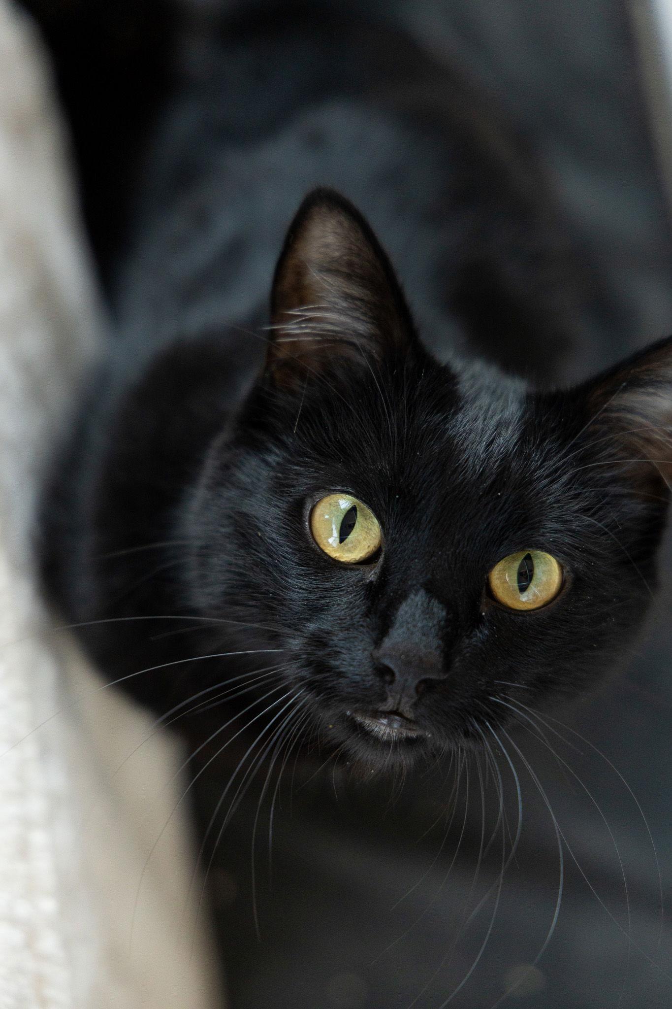 Enlarge Thomas, a Adoptable Domestic Short Hair in danville, CA image 3/3