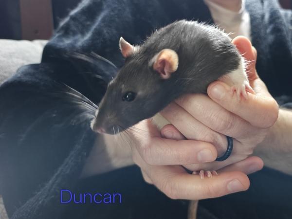 Enlarge Duncan, a Adoptable Rat in Merrimack, NH image 1/1
