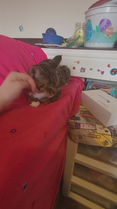 Enlarge Oliver and Olivia, a Adopted mixed breed in Everett, WA video 1/4