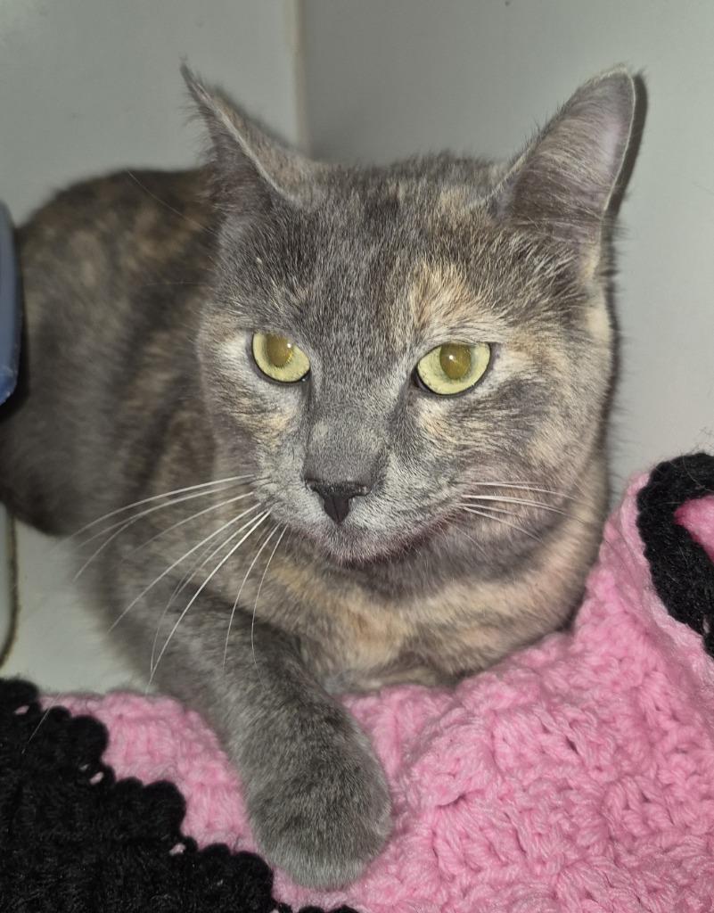 Shadoe, Adoptable, Young Female Calico.