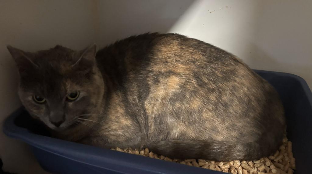 Enlarge Shadoe, a Adoptable Calico in Thompson Falls, MT image 2/2