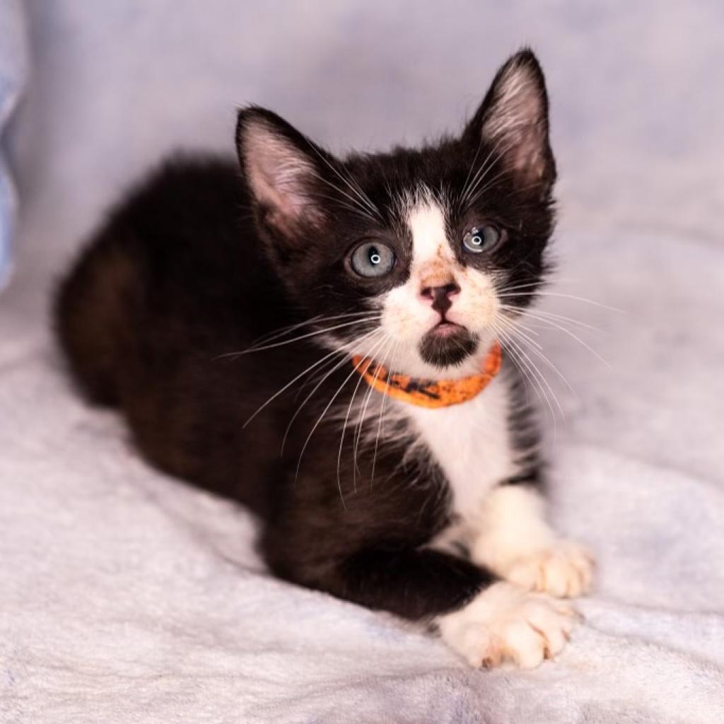 Tyler — thumbnail 3