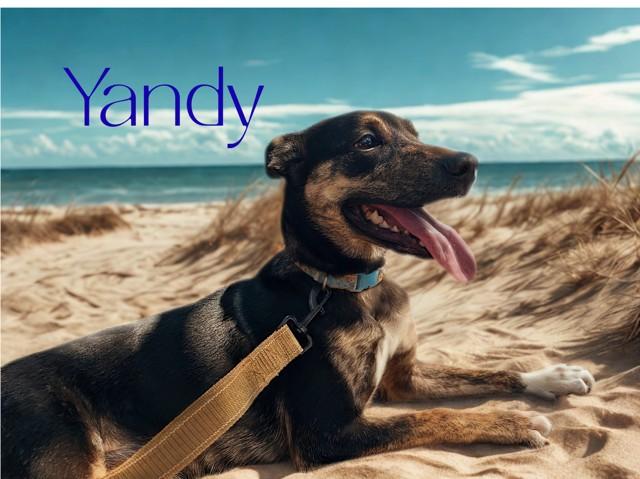 Yandy, Baby Female Australian Cattle Dog / Blue Heeler