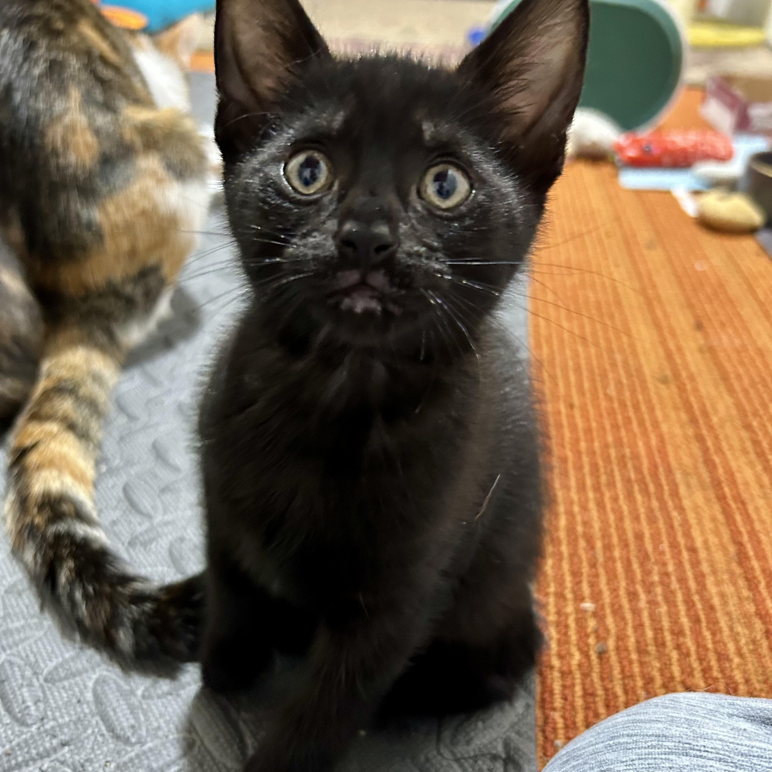 Cam, Baby Male Domestic Short Hair