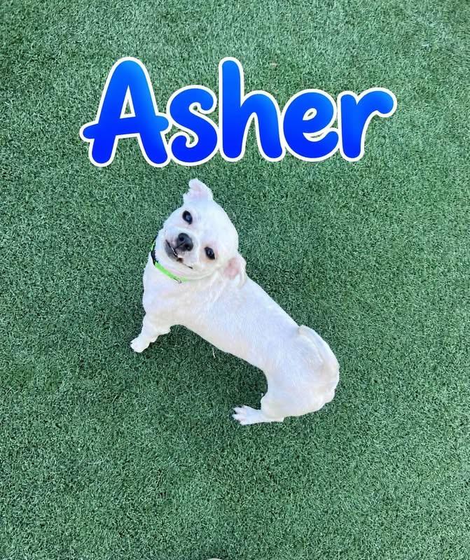 Enlarge Asher, a Adoptable mixed breed in Saginaw, MI image 1/2