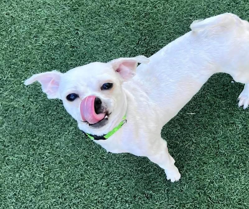 Enlarge Asher, a Adoptable mixed breed in Saginaw, MI image 2/2