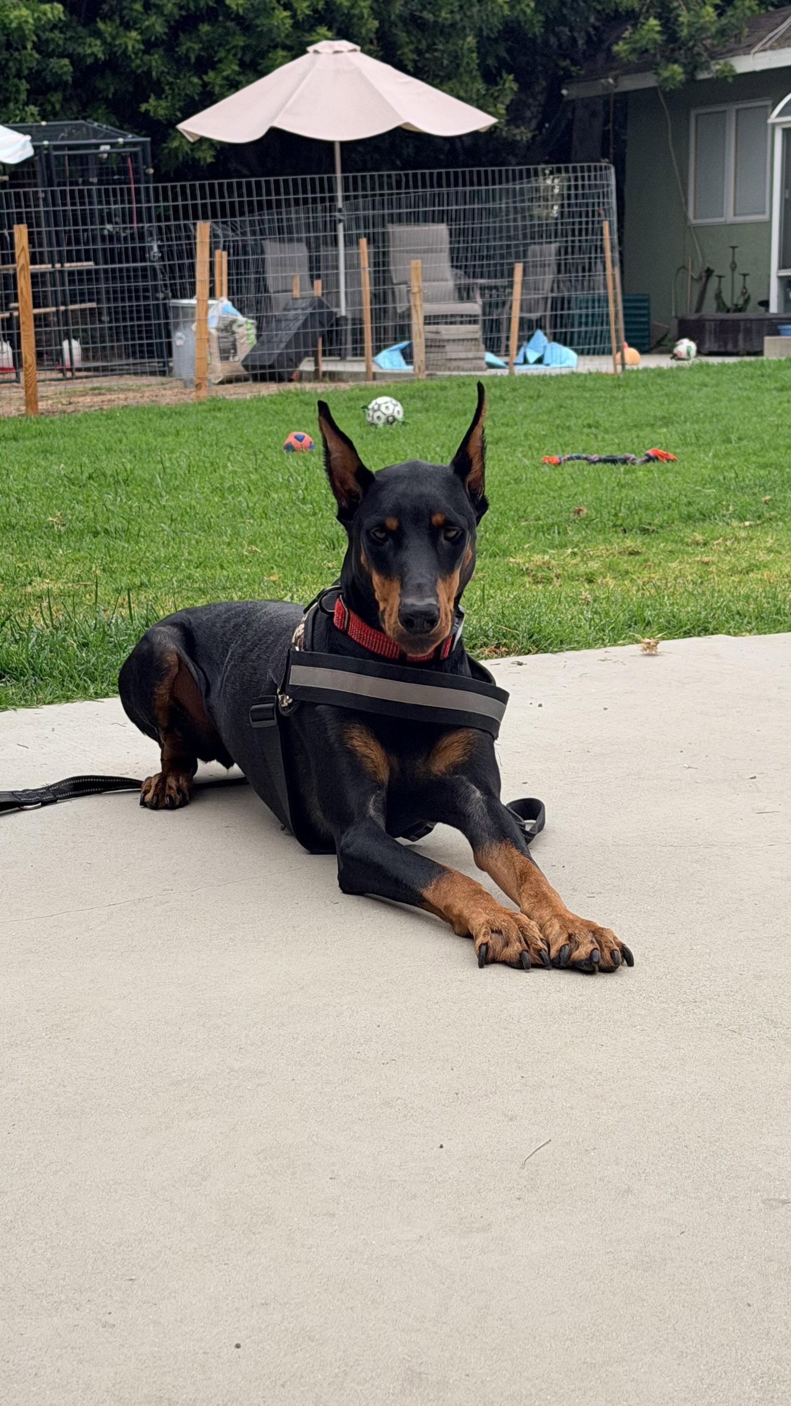 Tootsie, Adoptable, Young Female Doberman Pinscher.