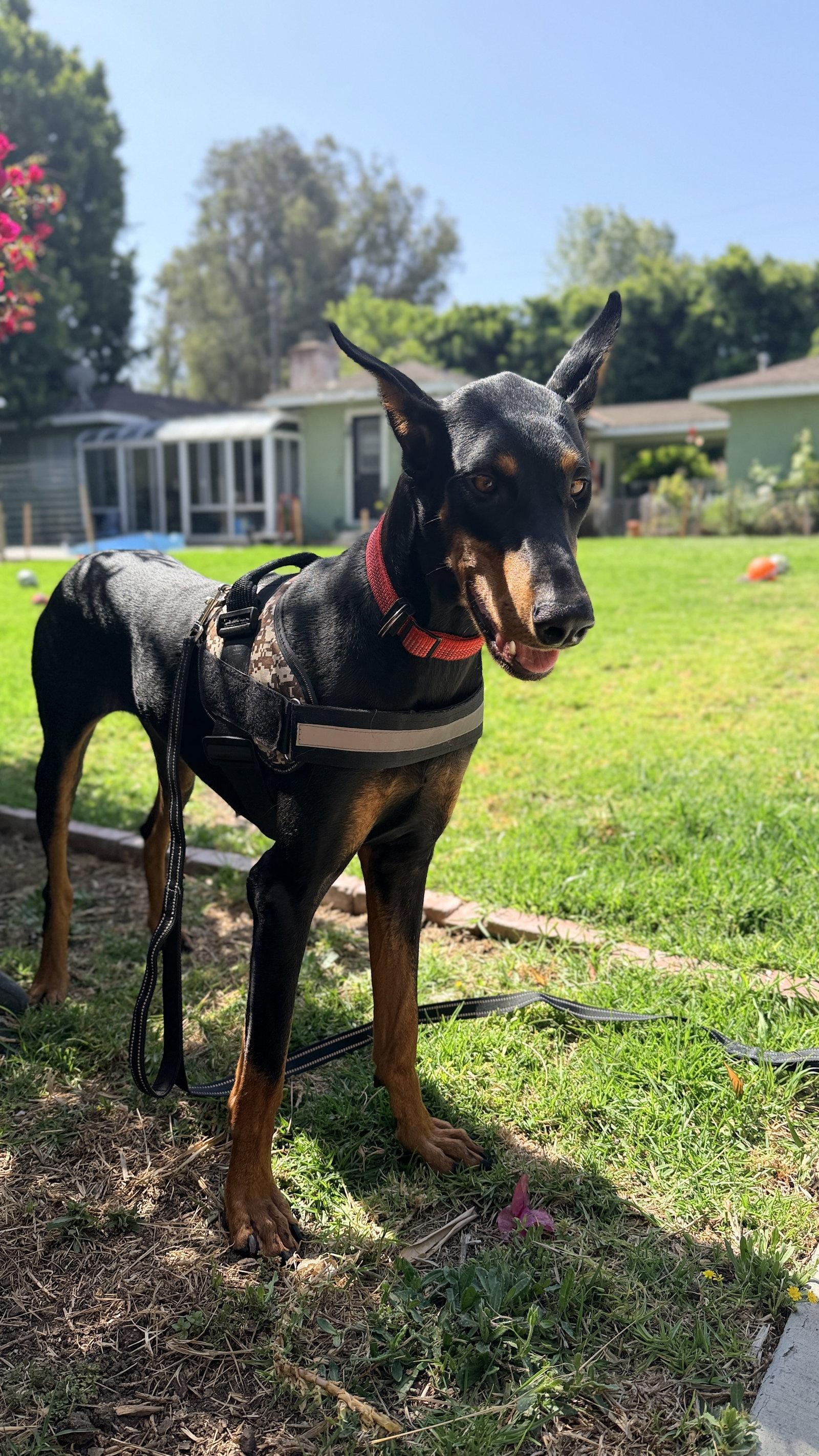 Enlarge Tootsie, a Adoptable Doberman Pinscher in Buffalo, MN image 2/3