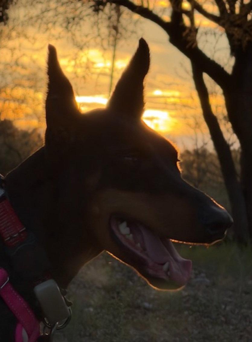 Enlarge Tootsie, a Adoptable Doberman Pinscher in Buffalo, MN image 2/3